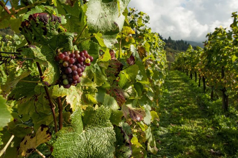 Pourquoi investir dans une vigne en 2026 ?